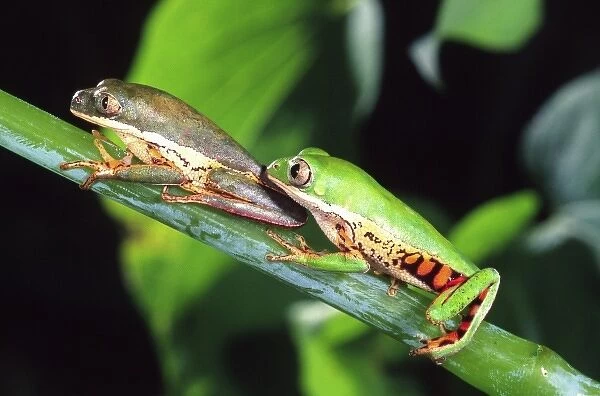 Tiger Leg Monkey Frog, Phyllomedusa hypochondrialis, Native to Peru