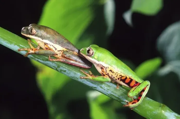 Framed Print : Tiger Leg Monkey Frog, Phyllomedusa hypochondrialis, Native to Peru Framed Print : Tiger Leg Monkey Frog, Phyllomedusa hypochondrialis, Native to Peru