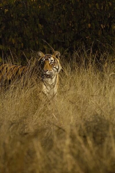 Tiger (Panthera tigris) 3 1  /  2 year old male. Ranthambhore National Park. Rajasthan