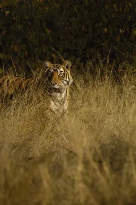 Framed Print : Tiger (Panthera tigris) 3 1  /  2 year old male. Ranthambhore National Park. Rajasthan