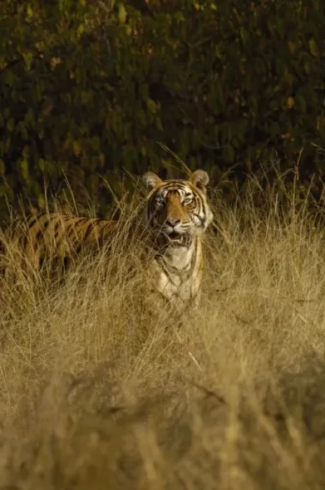 Framed Print : Tiger (Panthera tigris) 3 1  /  2 year old male. Ranthambhore National Park. Rajasthan