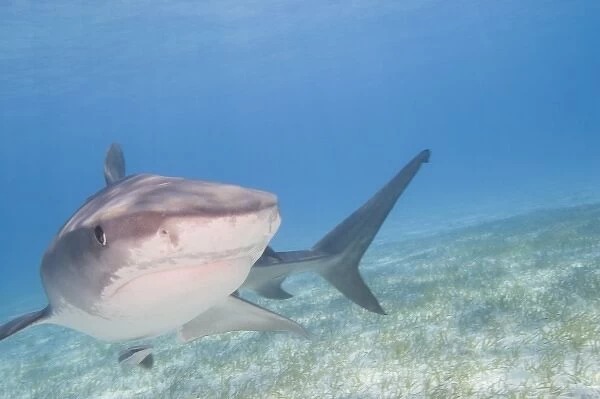 Tiger Sharks (Galeocerdo cuvier) Northern Bahamas (RF)