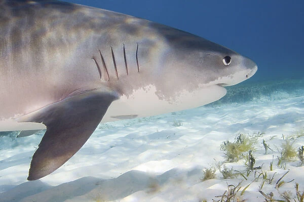 Tiger Sharks (Galeocerdo cuvier) Northern Bahamas