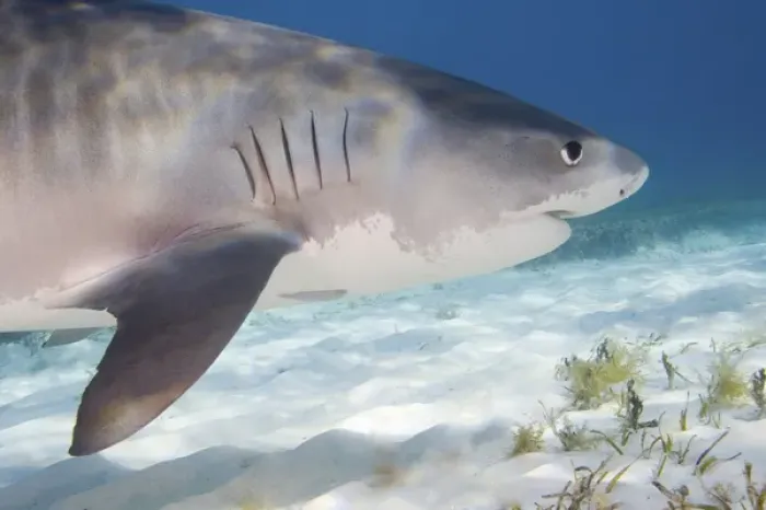 Framed Print : Tiger Sharks (Galeocerdo cuvier) Northern Bahamas