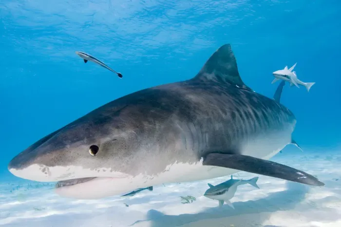 Framed Print : Tiger Sharks (Galeocerdo cuvier) Northern Bahamas Framed Print : Tiger Sharks (Galeocerdo cuvier) Northern Bahamas