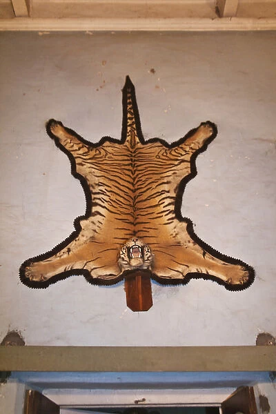 Tiger skin decorated in Prithvi Vilas Palace, Jhalawar, Rajasthan, India