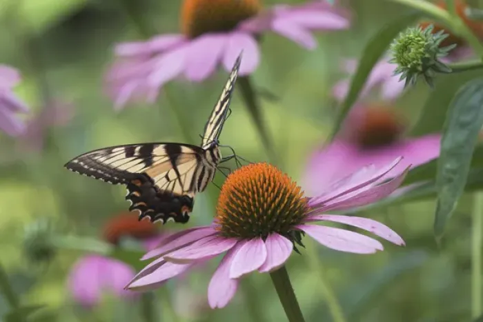 Framed Print : Tiger Swallowtail butterfly on purple coneflower, Pterourus glaucus, Kentucky