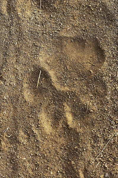 Tiger tracks in sand, Ranthambore National Park, Rajasthan, India