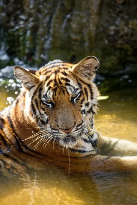 Framed Print : Tiger in water, Indochinese tiger or Corbetts tiger (Panthera tigris corbetti) Framed Print : Tiger in water, Indochinese tiger or Corbetts tiger (Panthera tigris corbetti)
