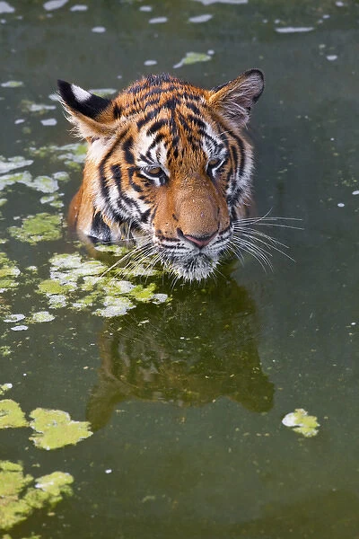 Tigers playing in water, Indochinese tiger or Corbetts tiger (Panthera tigris corbetti)