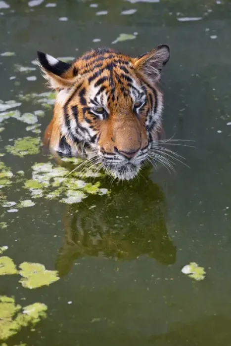 Framed Print : Tigers playing in water, Indochinese tiger or Corbetts tiger (Panthera tigris corbetti) Framed Print : Tigers playing in water, Indochinese tiger or Corbetts tiger (Panthera tigris corbetti)