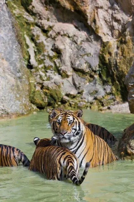 Framed Print : Tigers in water, Indochinese tiger or Corbetts tiger (Panthera tigris corbetti)