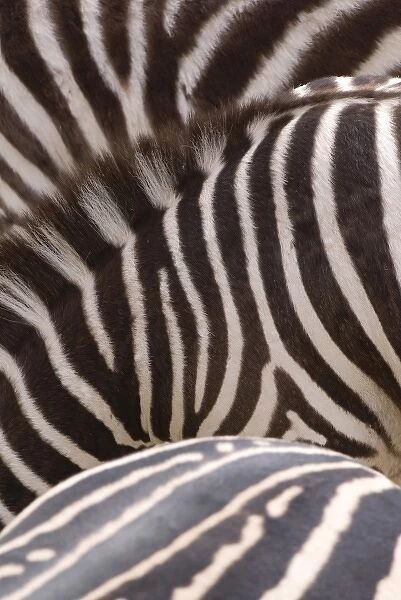 Tight group of Zebras (Equus) create pleasing graphic pattern. Captive