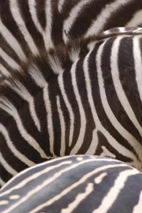 Framed Print : Tight group of Zebras (Equus) create pleasing graphic pattern. Captive