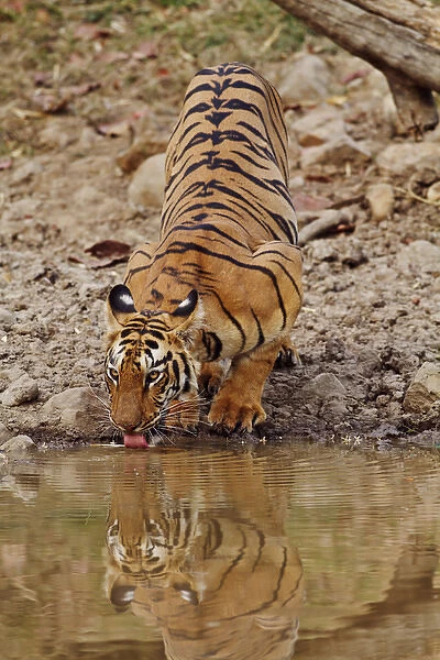 Tigress, drinking at the waterhole, Tadoba Andheri Tiger Reserve, India