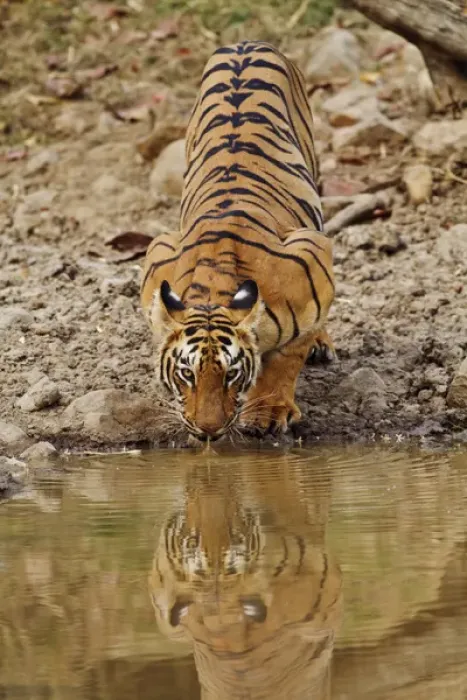 Framed Print : Tigress, drinking at the waterhole, Tadoba Andheri Tiger Reserve, India Framed Print : Tigress, drinking at the waterhole, Tadoba Andheri Tiger Reserve, India