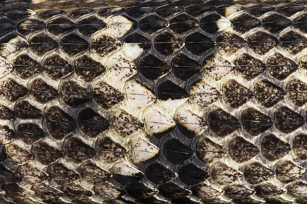 Timber Rattlesnake (Crotalus horridus) scale detail, CAPTIVE, Northern Georgia. USA