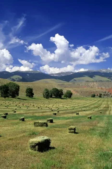 Framed Print : Timothy hay bales near Dubois, Wyoming Framed Print : Timothy hay bales near Dubois, Wyoming