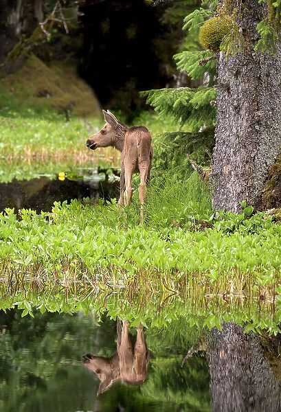 Tiny moose calf waits for its mother at a rainforest pond at Bartlett Cove, Glacier Bay