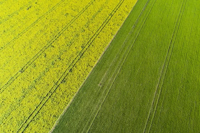 Framed Print : Tire tracks in yellow rapeseed field, near Methven, Mid Canterbury, South Island