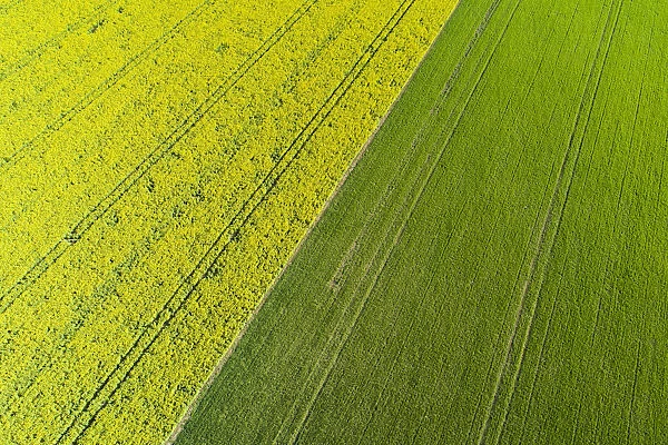 Tire tracks in yellow rapeseed field, near Methven, Mid Canterbury, South Island