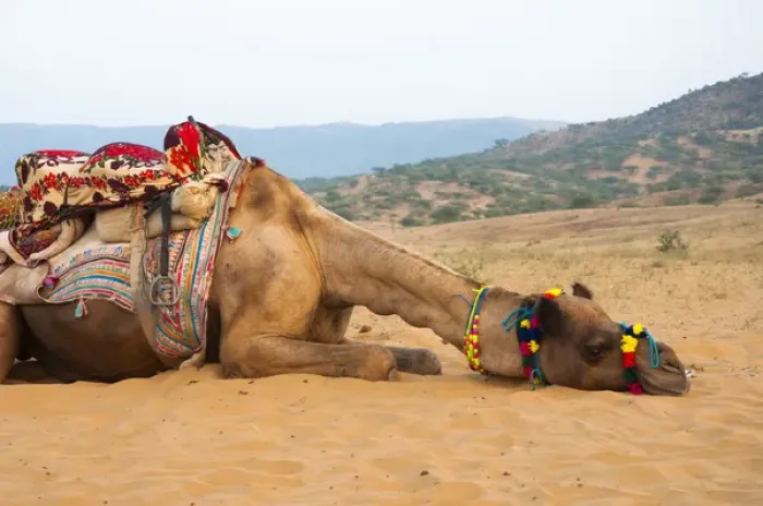 Framed Print : A tired camel, Pushkar, Rajasthan, India Framed Print : A tired camel, Pushkar, Rajasthan, India