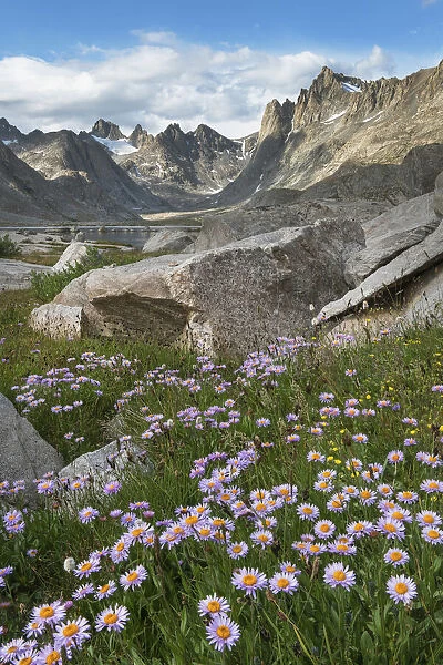 Titcomb Basin wildflowers composed of purple Asters, Bridger Wilderness, Wind River Range, Wyoming