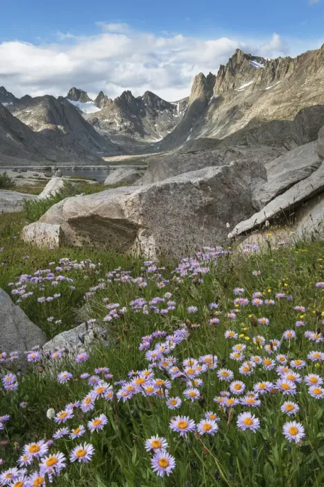 Framed Print : Titcomb Basin wildflowers composed of purple Asters, Bridger Wilderness, Wind River Range, Wyoming