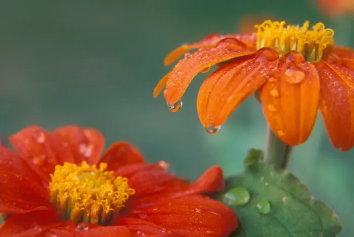 Framed Print : Tithonia (Mexican Sunflower) blossoms with water droplets