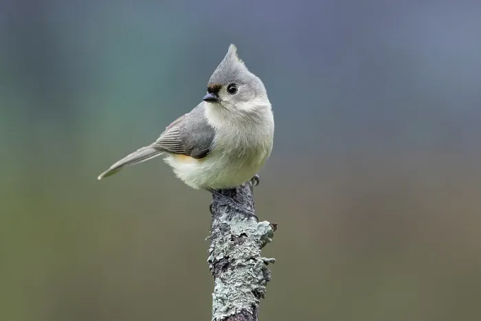Framed Print : Titmouse, Paridae, Kentucky Framed Print : Titmouse, Paridae, Kentucky