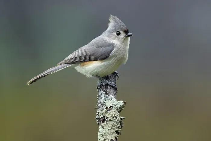 Framed Print : Titmouse, Paridae, Kentucky
