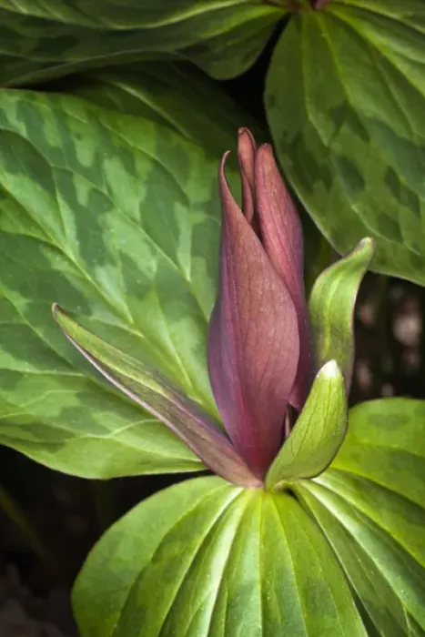 Framed Print : Toadshade Trillium, Trillium sessile Kentucky