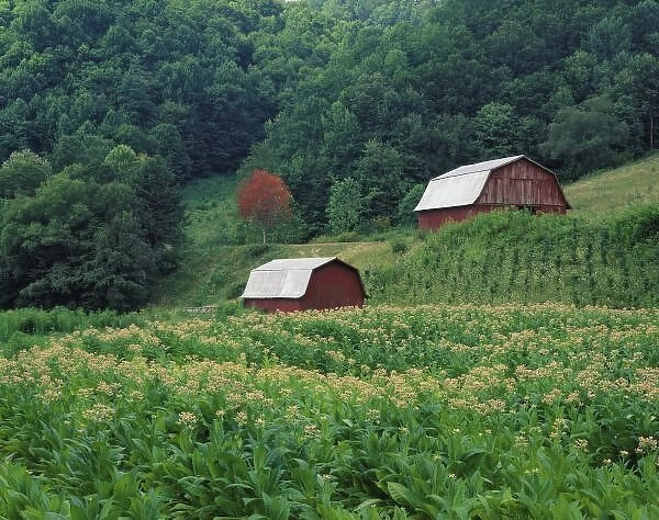 Tobacco crop and pair of red tobacco barns near Taylorsville, North Carolina