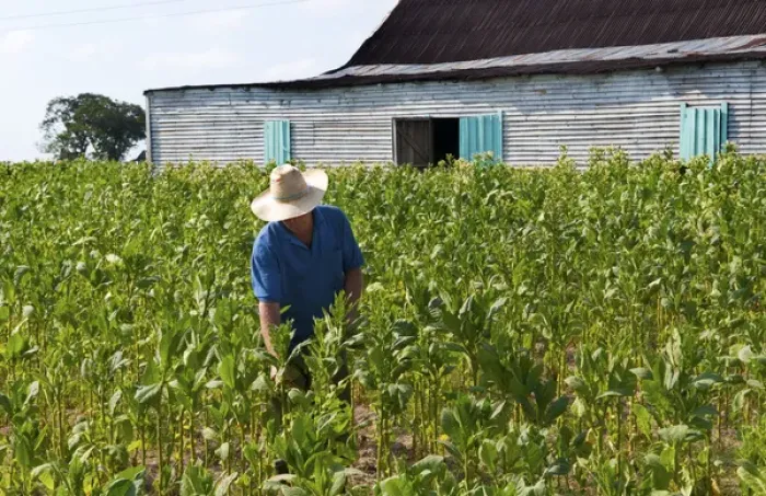 Framed Print : Tobacco farmer picking tobacco in field in front of shed in Pinar del Rio Province