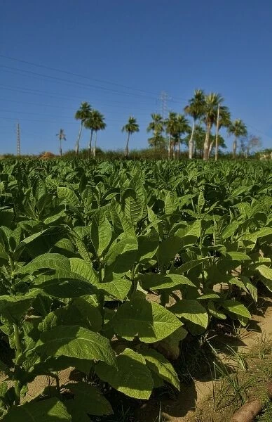Tobacco fields in Cuba in the Las Barrigonas region of Pinar del Rio with rows of