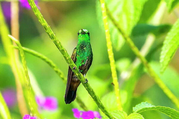 Tobago. Copper-rumped hummingbird on limb