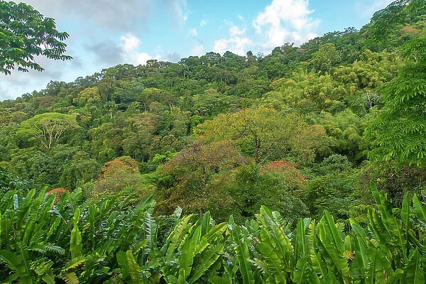 Tobago, Main Ridge Reserve. Jungle landscape on island