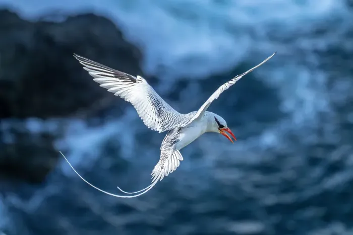 Framed Print : Tobago. Red-billed tropicbird in flight Framed Print : Tobago. Red-billed tropicbird in flight
