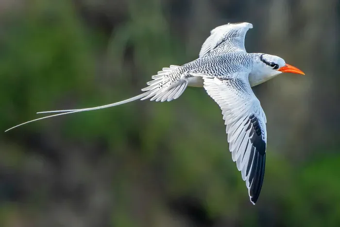 Framed Print : Tobago. Red-billed tropicbird in flight Framed Print : Tobago. Red-billed tropicbird in flight