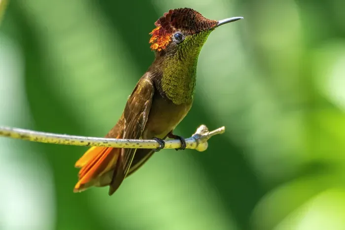 Framed Print : Tobago. Ruby topaz hummingbird on limb