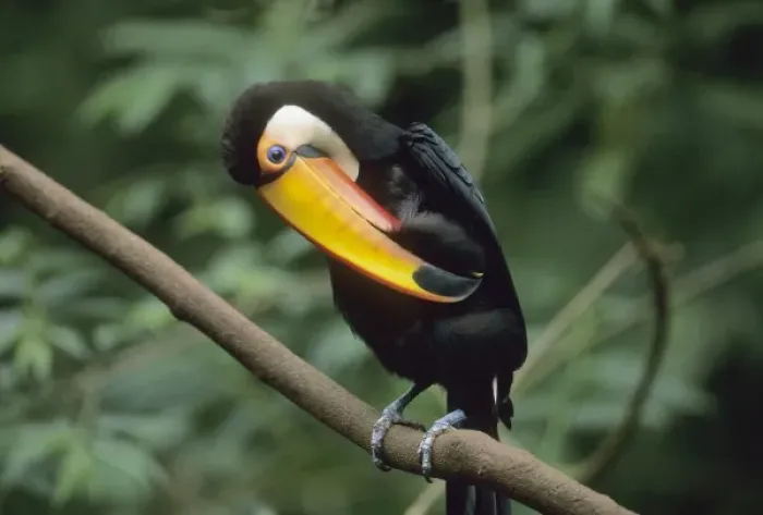 Framed Print : Toco Toucan, (Ramphastos toco), Iguacu Falls National Park, Parana, Brazil Framed Print : Toco Toucan, (Ramphastos toco), Iguacu Falls National Park, Parana, Brazil