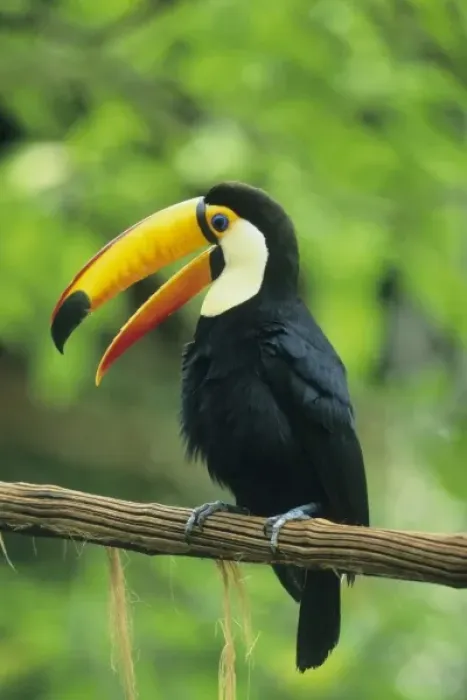 Framed Print : Toco Toucan, (Ramphastos toco), Atlantic Forest, Iguacu Falls National Park, Brazil Framed Print : Toco Toucan, (Ramphastos toco), Atlantic Forest, Iguacu Falls National Park, Brazil