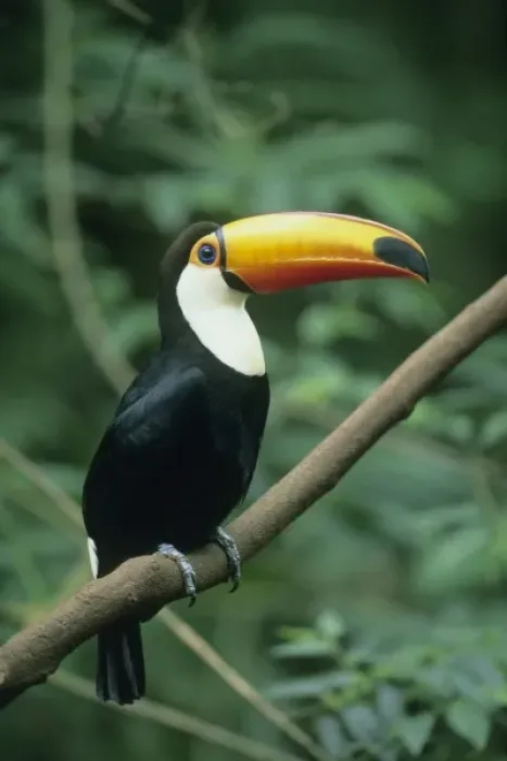 Framed Print : Toco Toucan, (Ramphastos toco), Iguacu Falls National Park, Brazil
