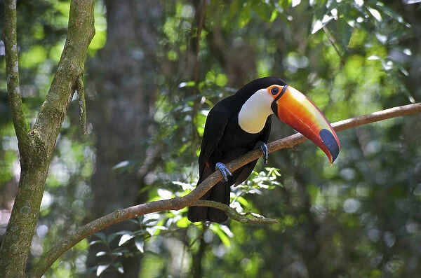 Toco Toucan (Ramphastos toco), Brazil. Is the largest and probably the best known