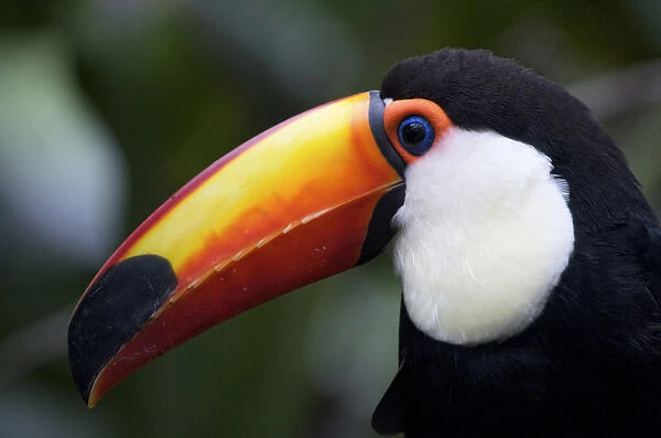 Toco Toucan Mato Groso, Brasil available as Framed Prints, Photos, Wall Art  and Photo Gifts