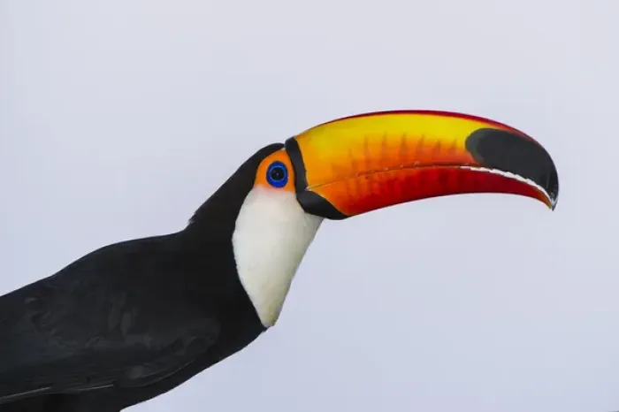 Framed Print : Toco Toucan (Ramphastos toco), Northern Pantanal, Mato Grosso, Brazil Framed Print : Toco Toucan (Ramphastos toco), Northern Pantanal, Mato Grosso, Brazil