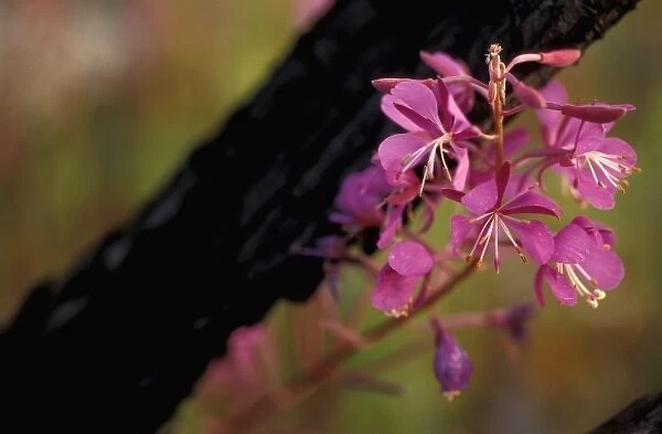 Tok, AK. Fireweed, Eplilbium angustifolium, helps define Alaska in summertime