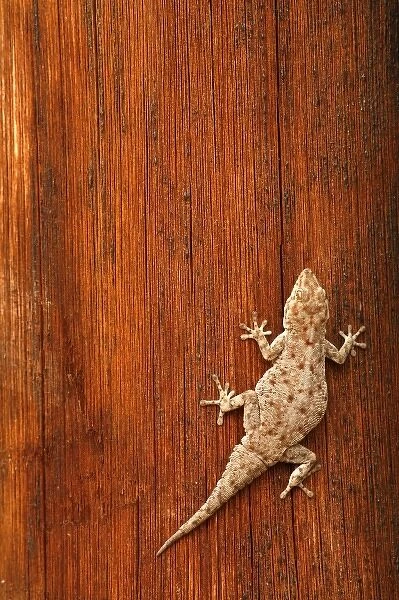 Tokay Gecko (Gecko gecko) on Striated Wood. The wooden post belongs to a toilet block