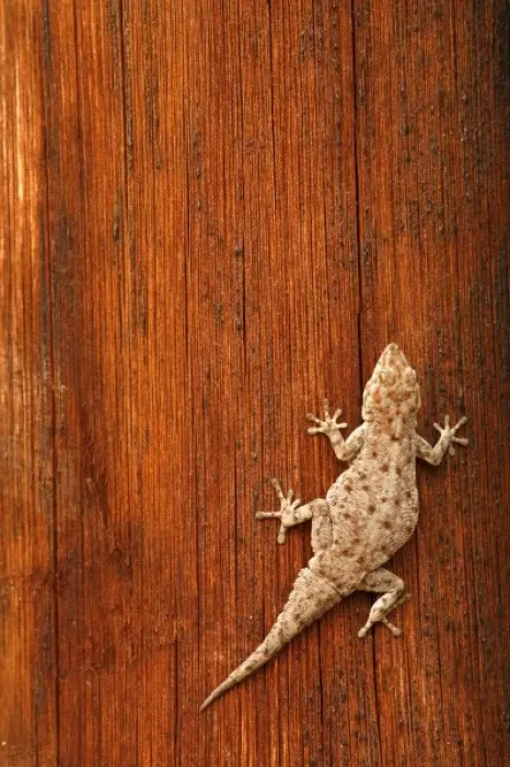 Framed Print : Tokay Gecko (Gecko gecko) on Striated Wood. The wooden post belongs to a toilet block Framed Print : Tokay Gecko (Gecko gecko) on Striated Wood. The wooden post belongs to a toilet block