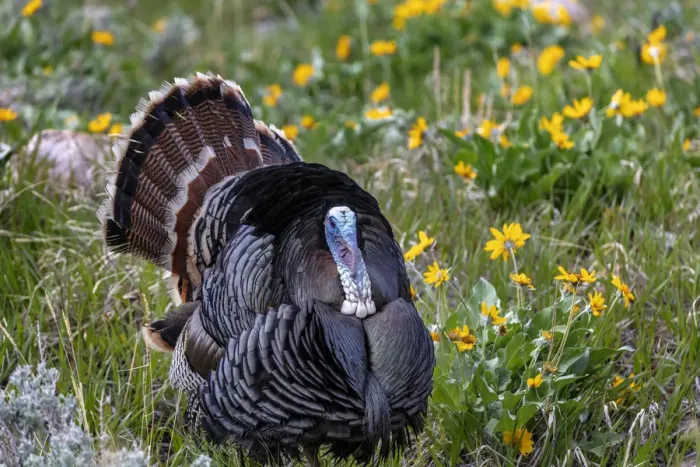 Framed Print : Tom turkey in breeding plumage in Great Basin National Park, Nevada, USA Framed Print : Tom turkey in breeding plumage in Great Basin National Park, Nevada, USA